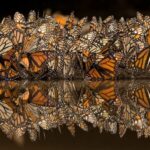 Naturfotografie im Wandel der Zeit